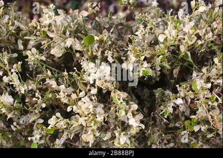 The picture shows a box damaged by a box tree moth Stock Photo - Alamy