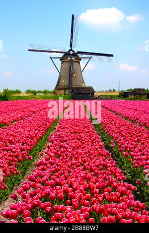 Rows of pink tulips with Dutch windmill in the background