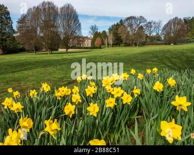 Daffodils at Conyngham Hall in Knaresborough North Yorkshire England Stock Photo