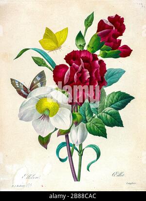 19th-century hand painted Engraving illustration of a bouquet of Hellebore [Ellebore] flowers, by Pierre-Joseph Redoute. Published in Choix Des Plus Belles Fleurs, Paris (1827). by Redouté, Pierre Joseph, 1759-1840.; Chapuis, Jean Baptiste.; Ernest Panckoucke.; Langois, Dr.; Bessin, R.; Victor, fl. ca. 1820-1850. Stock Photo