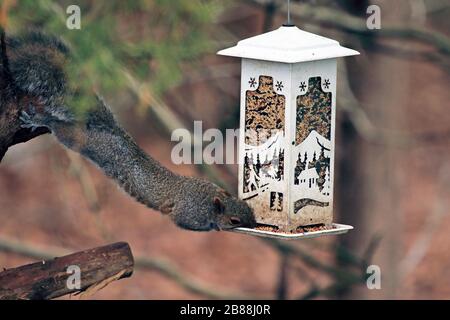 An Eastern Gray Squirrel, Sciurus carilinensis, raiding a bird feeder. Stock Photo