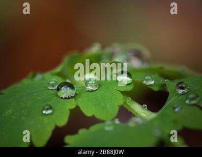 Beautiful close-up of rain drops on flowers or leafs with sparkles like diamonds with blured colored background. Stock Photo