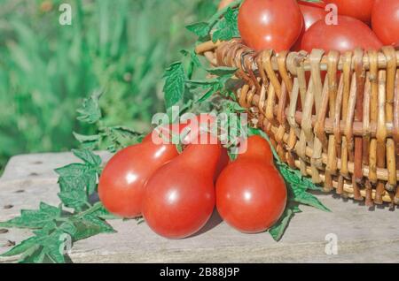 Closeup of basket with fresh red tomatoes. Freshly harvested tomatoes in basket. Red tomatoes in wicker basket Stock Photo