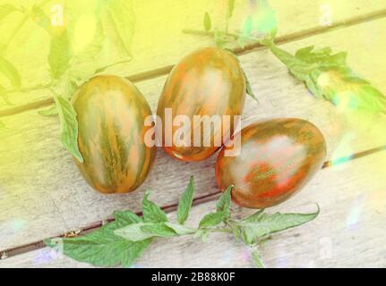 Tiger cherry tomatoes.  Heirloom colorful tomatoes. Striped variety of red tomatoes.  Red striped tomatoes Stock Photo