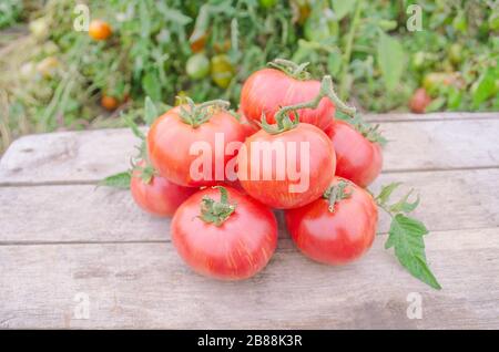 Abstract square pixel mosaic background. Mosaic background set Fresh tomatos on rustic wooden background Stock Photo
