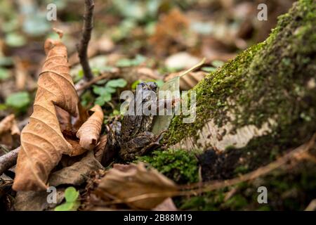 small frog sitting on a tree trunk covered with moss inside of a forest during autumn season Stock Photo