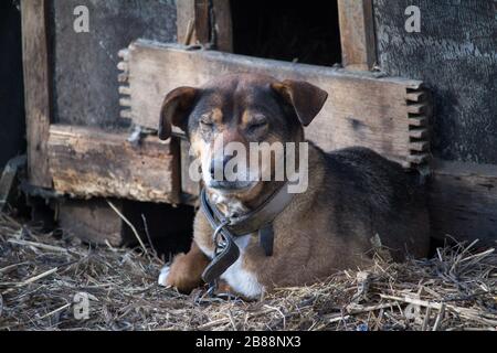 Chained up dog near wooden kennel, dog guards a house in the countryside Stock Photo
