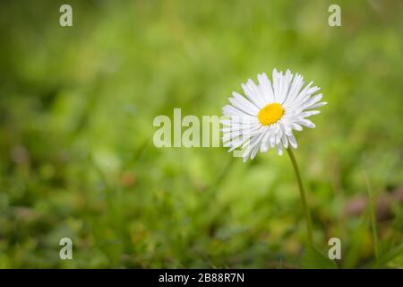 A single common daisy (bellis perennis) in green field Stock Photo