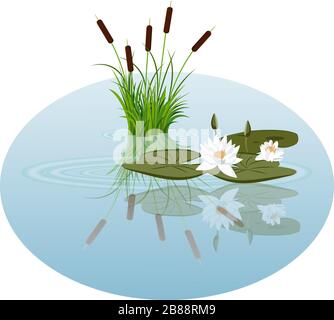 White water lily and reeds in water vector illustration. wate lily leaves and buds and reeds reflected in the lake water Stock Vector