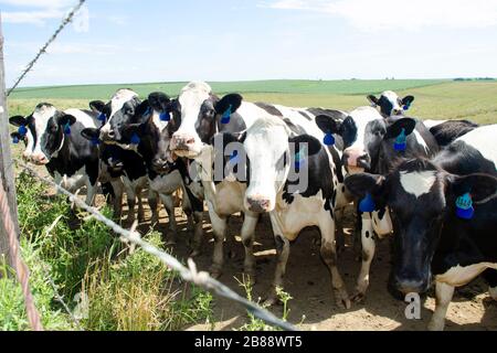 A herd of cows standing in a field together Stock Photo