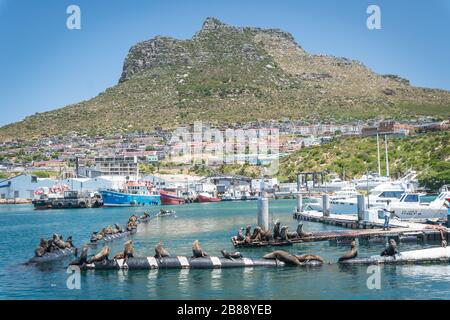 near Cape Town, South Africa - November 30, 2019 - seals resting on pontoons in Hout Bay harbour Stock Photo