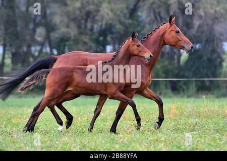 Bay mare with a foal running in trot near each other. Stock Photo