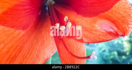 Close up of red Amaryllis (Amaryllidaceae), blooms in garden Stock Photo