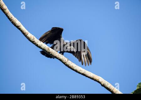 Black vulture (Coragyps atratus), also known as the American black ...