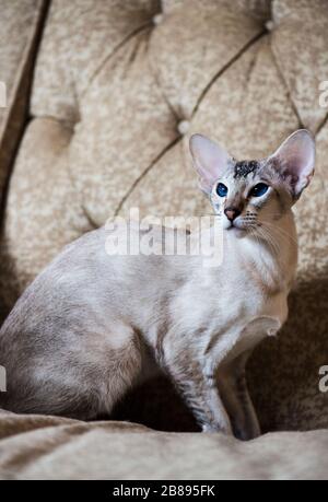 Oriental cat “Willow” Stock Photo