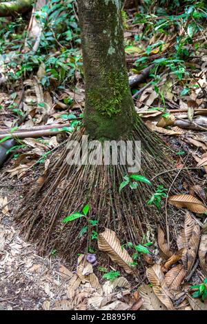 Tropical aerial plant roots in the Amazon Rain Forest, Leticia Amazon, Colombia. South America. Stock Photo
