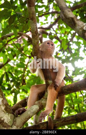 Capucin monkey, Maikuchiga Foundation, Monkey sanctuary in Loreto Mocagua in the Amazon Rain Forest, Leticia Amazon, Colombia. South America. Stock Photo