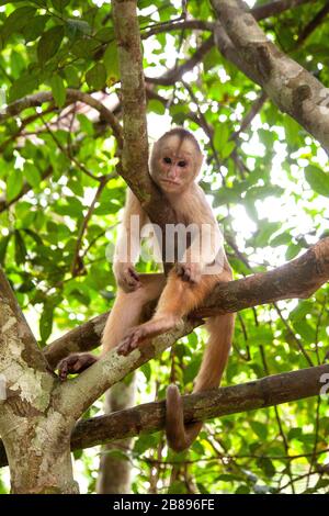 Capucin monkey, Maikuchiga Foundation, Monkey sanctuary in Loreto Mocagua in the Amazon Rain Forest, Leticia Amazon, Colombia. South America. Stock Photo