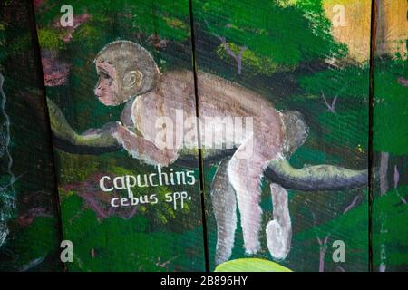 Capucin monkey painting Maikuchiga Foundation, Monkey sanctuary in Loreto Mocagua in the Amazon Rain Forest, Leticia Amazon, Colombia. South America. Stock Photo