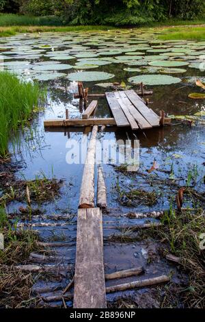 Plank walk  on a giant lily pond in the Amazon Rain Forest, Leticia Amazon, Colombia South America. Stock Photo
