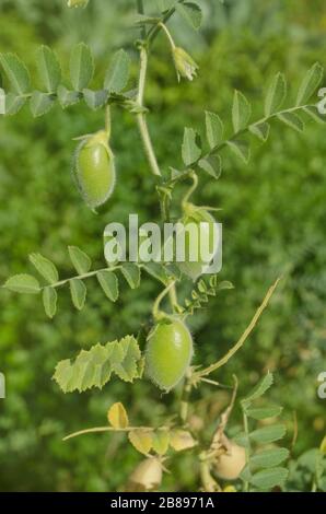 Chickpeas green on plant. Green chickpeas field. Cicer arietinum green pods Stock Photo