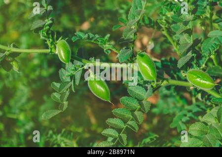 Chickpeas green on plant. Green chickpeas field. Cicer arietinum green pods. Bio eco healthy nature background Stock Photo