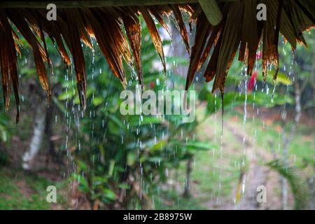 Amazon rain forest downpour Stock Photo