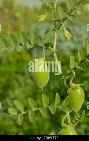 Chickpeas green on plant. Green chickpeas field. Cicer arietinum green pods Stock Photo