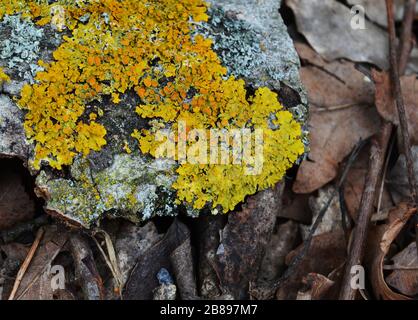 yellow common Lichen on a fallen tree bark Stock Photo