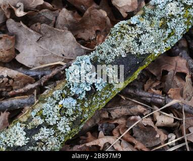 gray common Lichen on a fallen tree bark Stock Photo