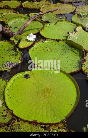 Amazonian Victoria giant water lily pads in the Amazon Rain Forest, Peru, South America. Stock Photo