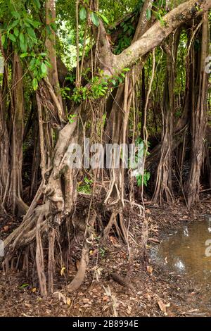 Swamp tree roots in the Amazon Rain Forest, Peru, South America. Stock Photo