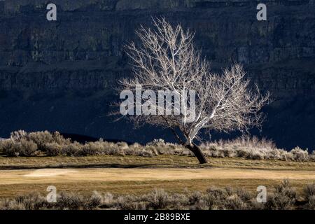A single leafless tree stands among the dry brush near Coulee City, Washington. Stock Photo