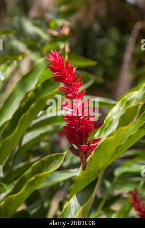 Alpinia purpurata or Red ginger plant flower in the Amazon, Leticia, Colombia, South America. (Samoa, national flower, locally called 'teuila.'), Stock Photo