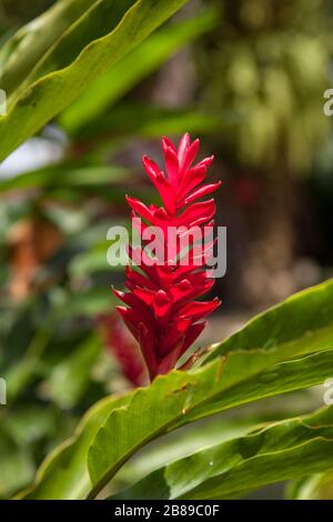 Alpinia purpurata or Red ginger plant flower in the Amazon, Leticia, Colombia, South America. (Samoa, national flower, locally called 'teuila.'), Stock Photo