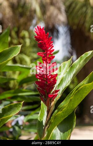 Alpinia purpurata or Red ginger plant flower in the Amazon, Leticia, Colombia, South America. (Samoa, national flower, locally called 'teuila.'), Stock Photo