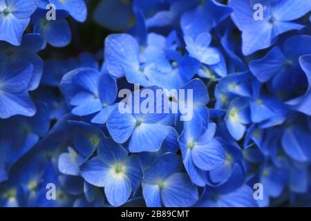 Close up photo of hydrangea flowers with pale ephemeral and pale blue Stock Photo