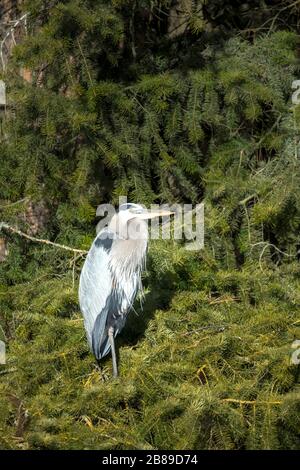 A great blue heron is perched on a cluster of pine tree boughs in north Idaho. Stock Photo