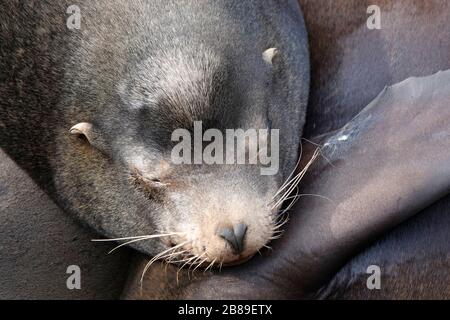 Bay Area Sea Lions