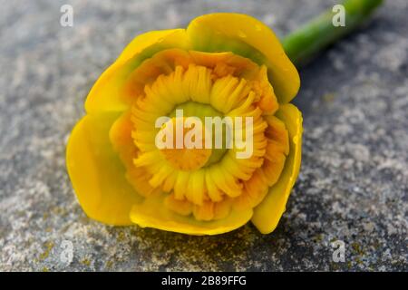 A beautiful closeup of a bright yellow lily pad nicely standing over a grey rock. Amazing nuphar lutea also called brandy-bottle,fresh  acquatic plant Stock Photo