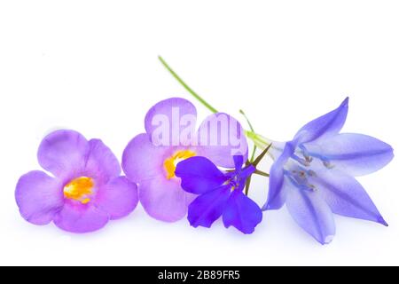 Summer flowers background, beautiful pink and purple flower, isolated on a white background Stock Photo