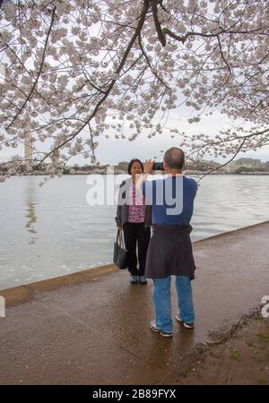 Cherry Blossoms are at their peak along the Tidal Basin in Washington DC. In spite of suggestions that people avoid crowds, tourists are still flockin Stock Photo