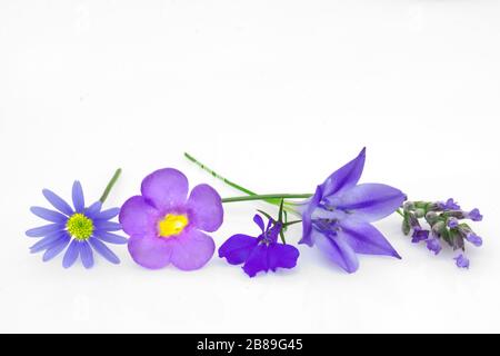 Summer flowers background, beautiful pink and purple flower, isolated on a white background Stock Photo