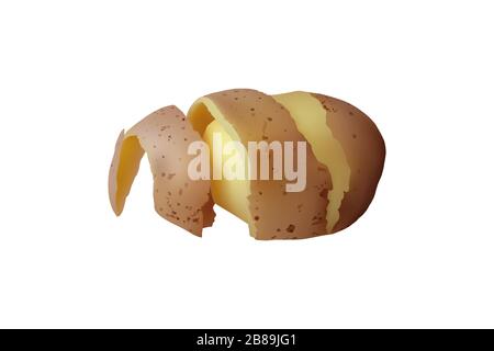 Peeled Potato. Vector illustration Vegetarian tuber food Stock Vector
