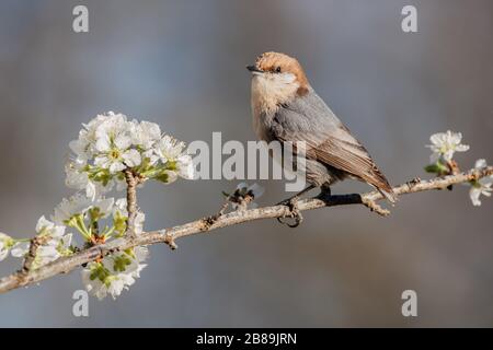 A brown-headed nuthatch perched on a branch plum branch. Stock Photo