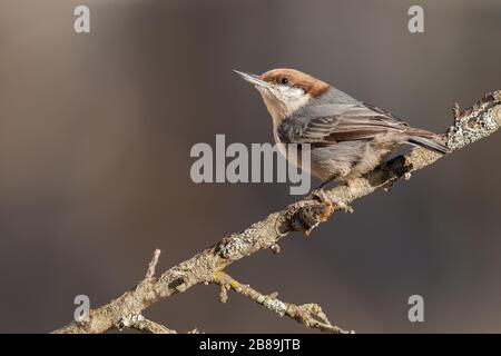 A brown-headed nuthatch perched on a branch. Stock Photo