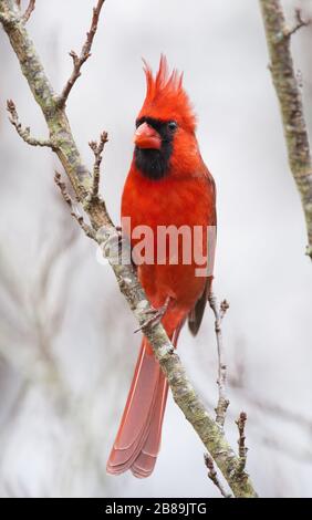 Male Northern Cardinal Perched In Snow Covered Spruce Tree Stock Photo 