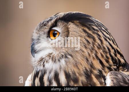 A Portrait of a Eurasian Eagle Owl Stock Photo