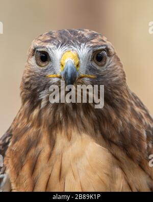 A  Red-tailed Hawk Looking Straight into the Camera Stock Photo