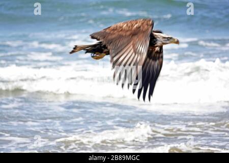 An immature bald eagle soars over the rocky coastline of Oregon near the village of Yachats. Stock Photo